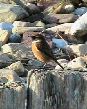 stonechat_ardmore_18nov2006.jpg