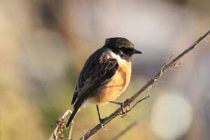 stonechat_ferrypt_23122009_img_2481_small.jpg