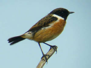 stonechat_male_ballinard_23apr2006_mc.jpg