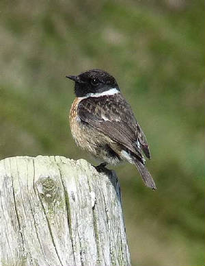 stonechat_ramhd_19052009_p1000539edit.jpg