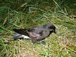 stormpetrel_brownstownhd_02082009_dscn0671.jpg