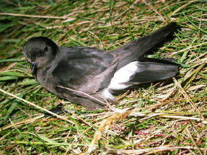 stormpetrel_brownstownhd_02082009_dscn0677.jpg
