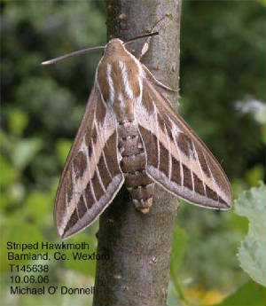 striped-hawkmoth.jpg