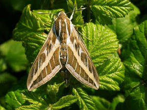 stripedhawkmoth2_brownstownhead_31052009_dscn0216.jpg