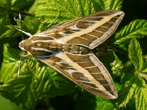 stripedhawkmoth2_brownstownhead_31052009_dscn0218.jpg