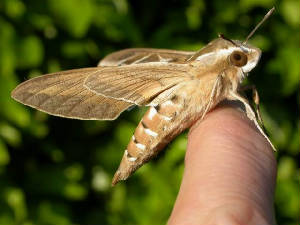 stripedhawkmoth2_brownstownhead_31052009_dscn0224.jpg