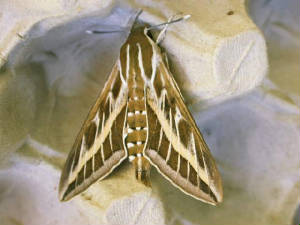 stripedhawkmoth3_brownstownhead_31052009_dscn0226.jpg