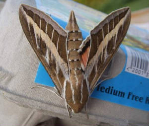 stripedhawkmoth_ballyferriter_300509.jpg