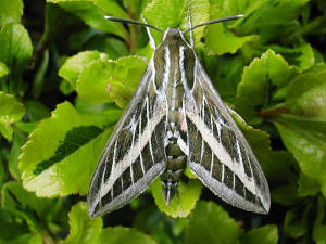 stripedhawkmoth_brhd_20may2006.jpg