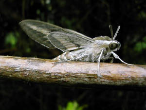 stripedhawkmoth_brhd_20may2006_3.jpg