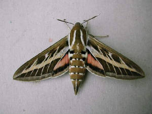 stripedhawkmoth_brhd_20may2006_6.jpg