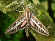stripedhawkmoth_brownstownhd_04062009_dscn0243.jpg