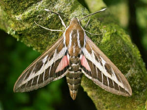 stripedhawkmoth_brownstownhd_04062009_dscn0243.jpg