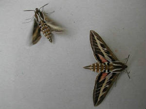 stripedhawkmoths_brhd_20may2006_5.jpg