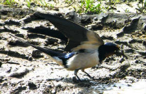swallowmudcollecting_02052009.jpg