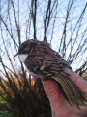 treecreeper_villierstown_9dec2006_2.jpg