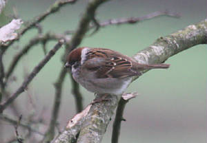 treesparrow_ardmore_01012011_dc_img_9397_medium.jpg