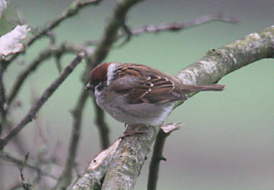 treesparrow_ardmore_01012011_dc_img_9397_medium.jpg