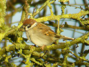 treesparrow_nrardmore_20jan2007.jpg
