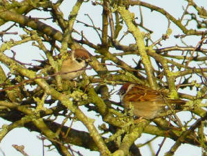 treesparrows_nrardmore_20jan2007.jpg