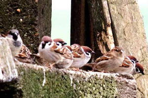 treesparrows_nrwhitingbay_31jan2007.jpg