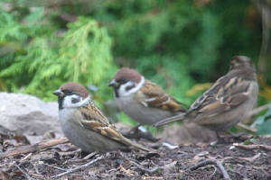treesparrows_strandside_04022011_img_3531_small.jpg