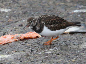 turnstone_14122011_img_8004_small.jpg