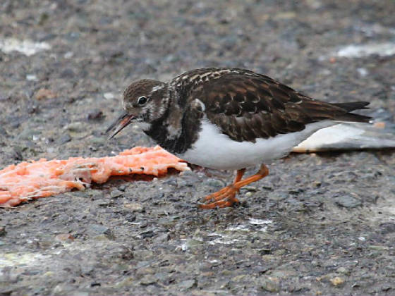 turnstone_14122011_img_8004_small.jpg