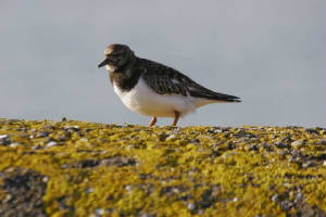 turnstone_dungarvan_27jan2007_mg_5636s.jpg