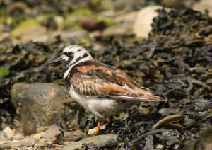 turnstone_tramorebackstrand_20062009_2.jpg