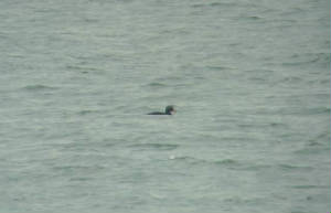 velvetscoter_dungarvan_01012011_snv36659.jpg