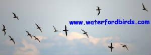 waterfordbirds_manx.jpg