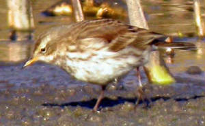 waterpipit_kilmeaden_17a_23jan2005.jpg