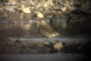 waterpipit_waterford2.jpg