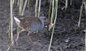 waterrail_ballyneety_21082011_img_6318_small.jpg