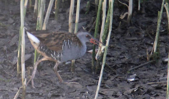 waterrail_ballyneety_21082011_img_6318_small.jpg