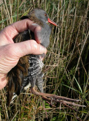 waterrail_bellelake_22082010.jpg