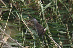 waterrail_brickeycanal_14102009_img_2081_small.jpg