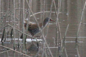 waterrail_dungarvan_28022010_img_7413_small.jpg