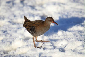 waterrail_portlaw_08122010_img_7804_small.jpg