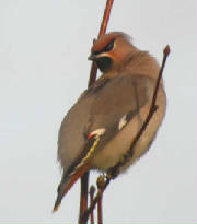 waxwing_1stw_abbeyside_45dec2004.jpg