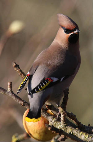 waxwing_ballinclamper_28112012_dc_img_2043_medium.jpg