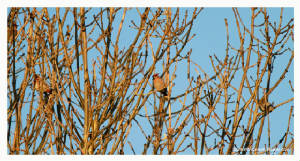 waxwing_ballynacourty_27112012_rz_mg_8623.jpg