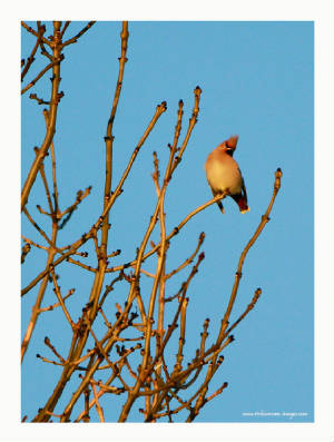 waxwing_ballynacourty_27112012_rz_mg_8656.jpg