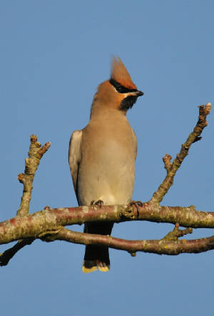 waxwing_ballynacourty_28112012_adm_3.jpg