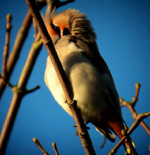 waxwing_ballynacourty_28112012_foc_dsc09113.jpg