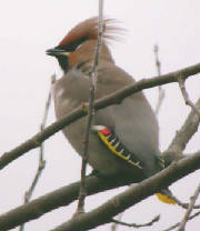 waxwing_dungarvan_3dec2004.jpg