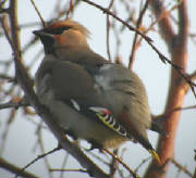 waxwing_female_abbeyside_45dec2004.jpg