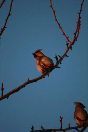 waxwing_tramore_20012011_img_4033.jpg