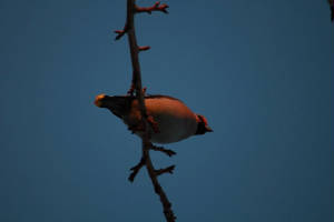 waxwing_tramore_20012011_img_4035.jpg